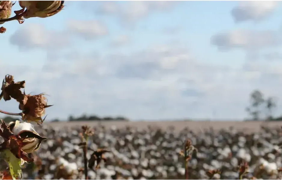 cotton field, manufacturing a revolution