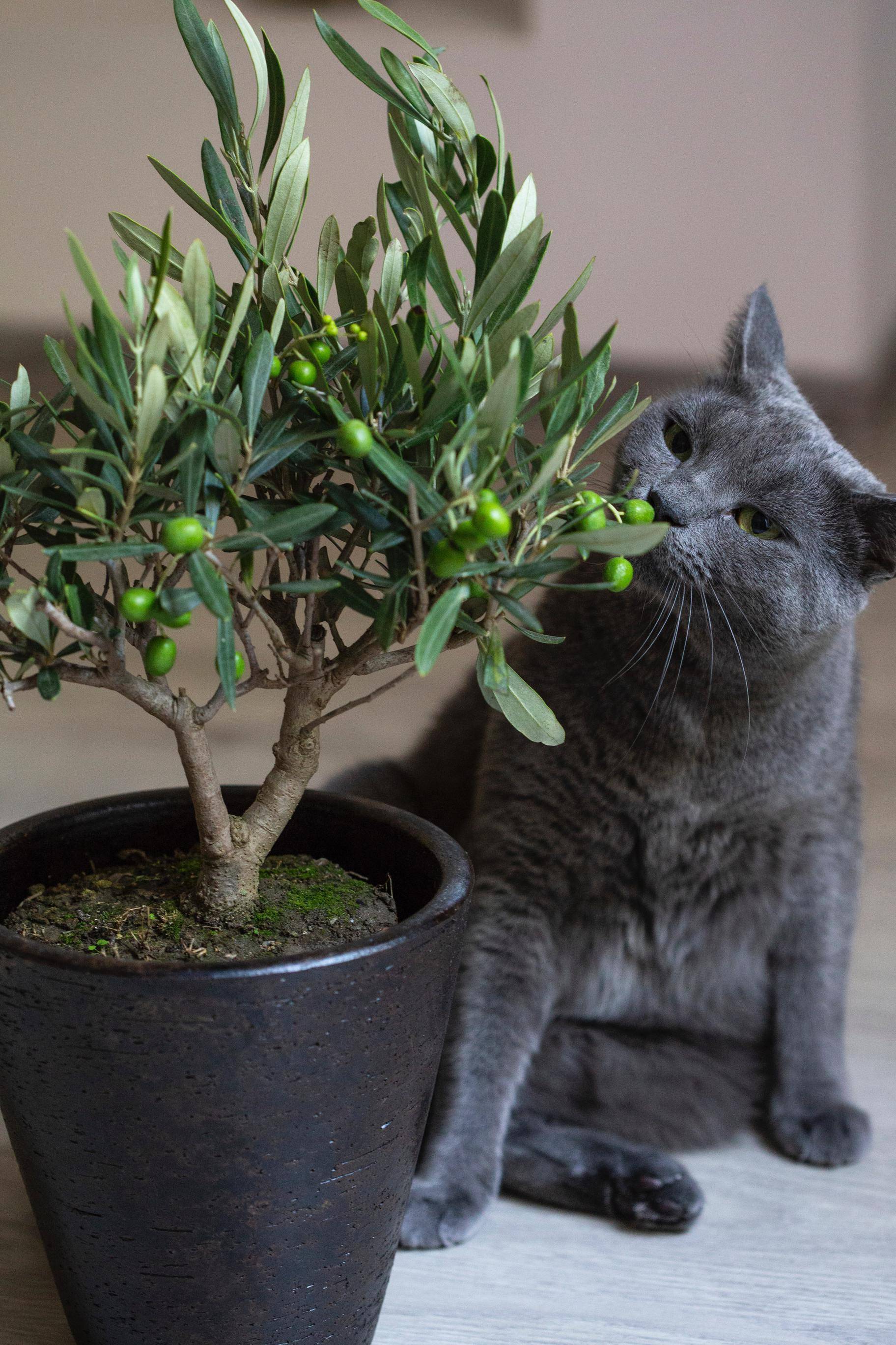 Comment faire pour que votre chat ne ruine pas vos plantes vertes ? : Femme  Actuelle Le MAG