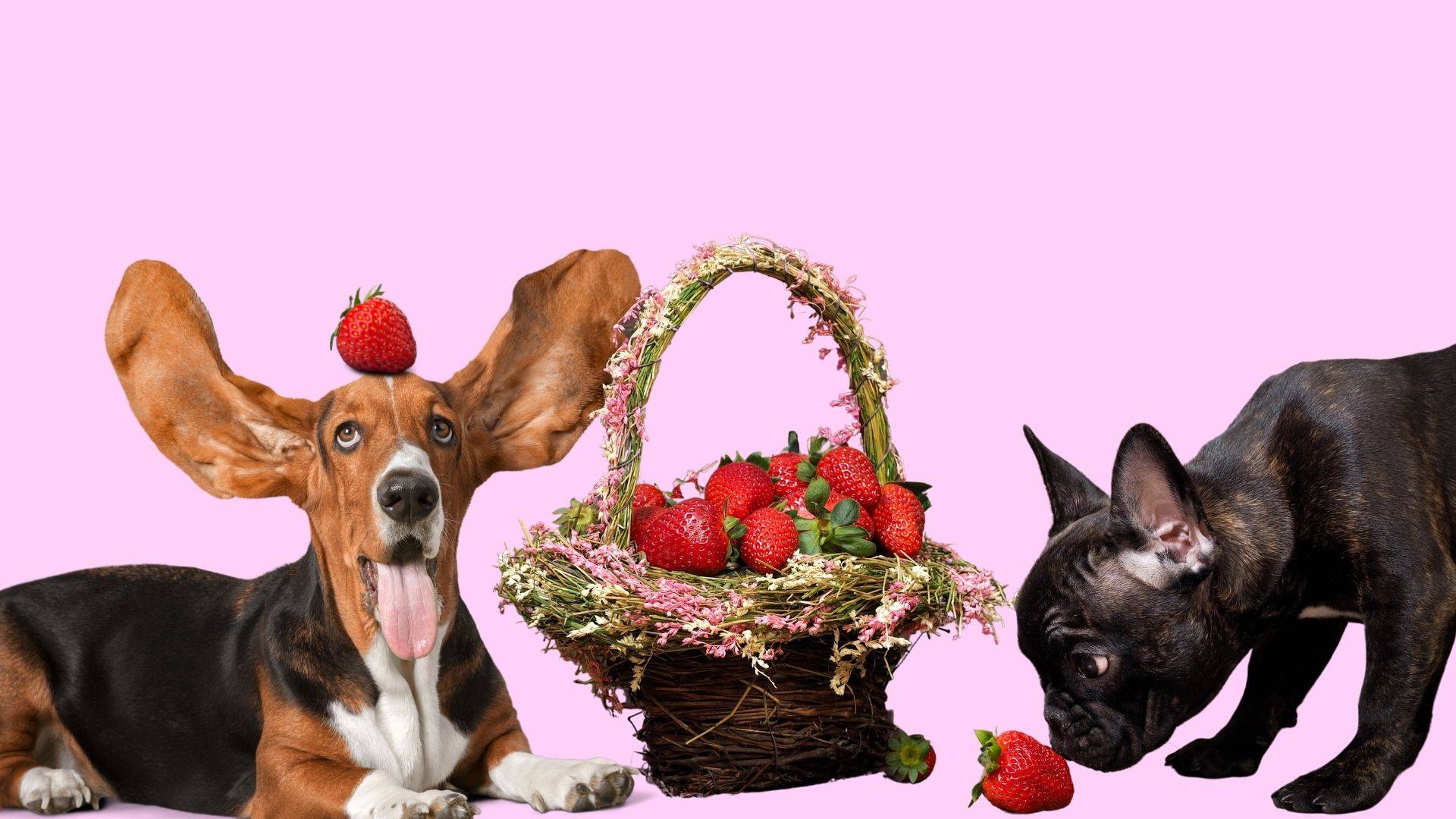 dogs and strawberries