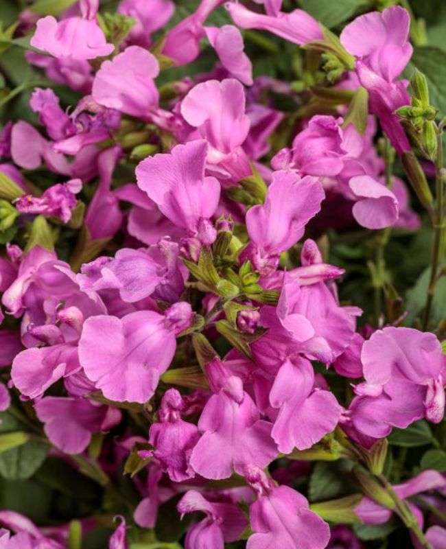 Photo of OutShine™ Orchid sage