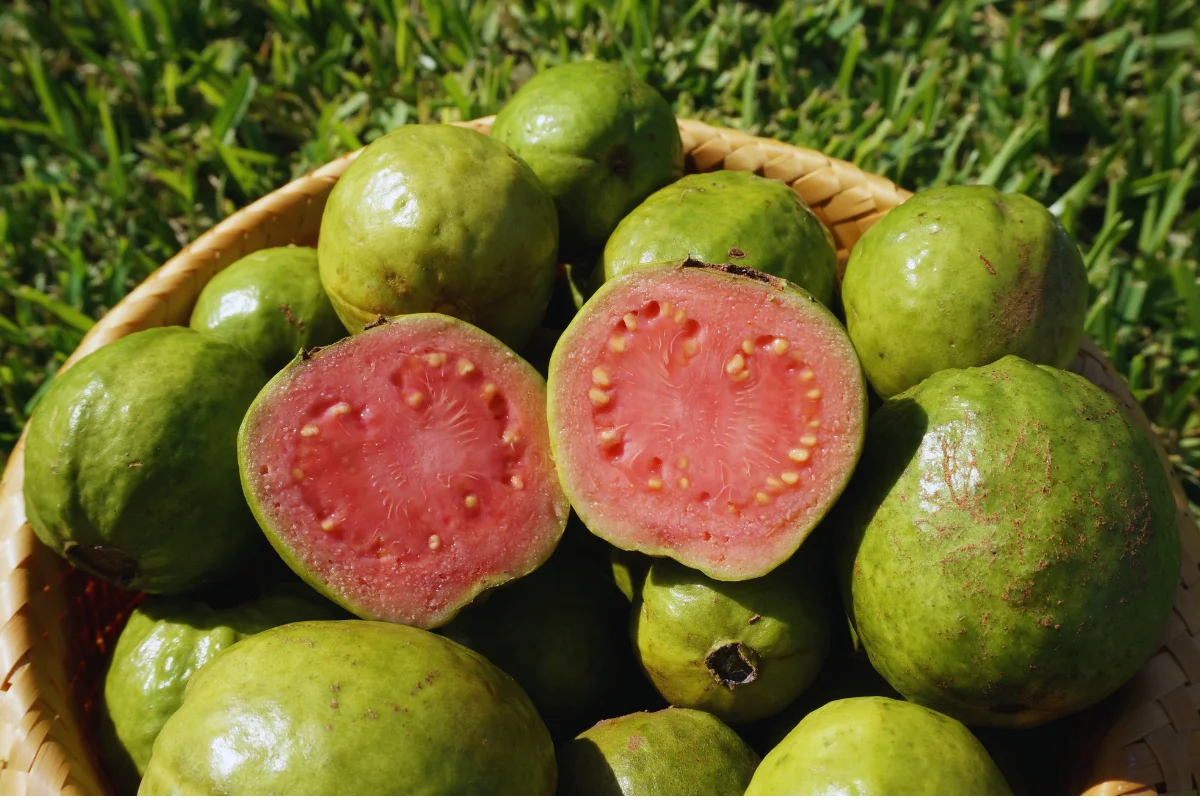 Fresh guavas displayed in a basket with a halved guava revealing pink flesh and seeds, highlighting tropical fruit production in warm-climate gardens.