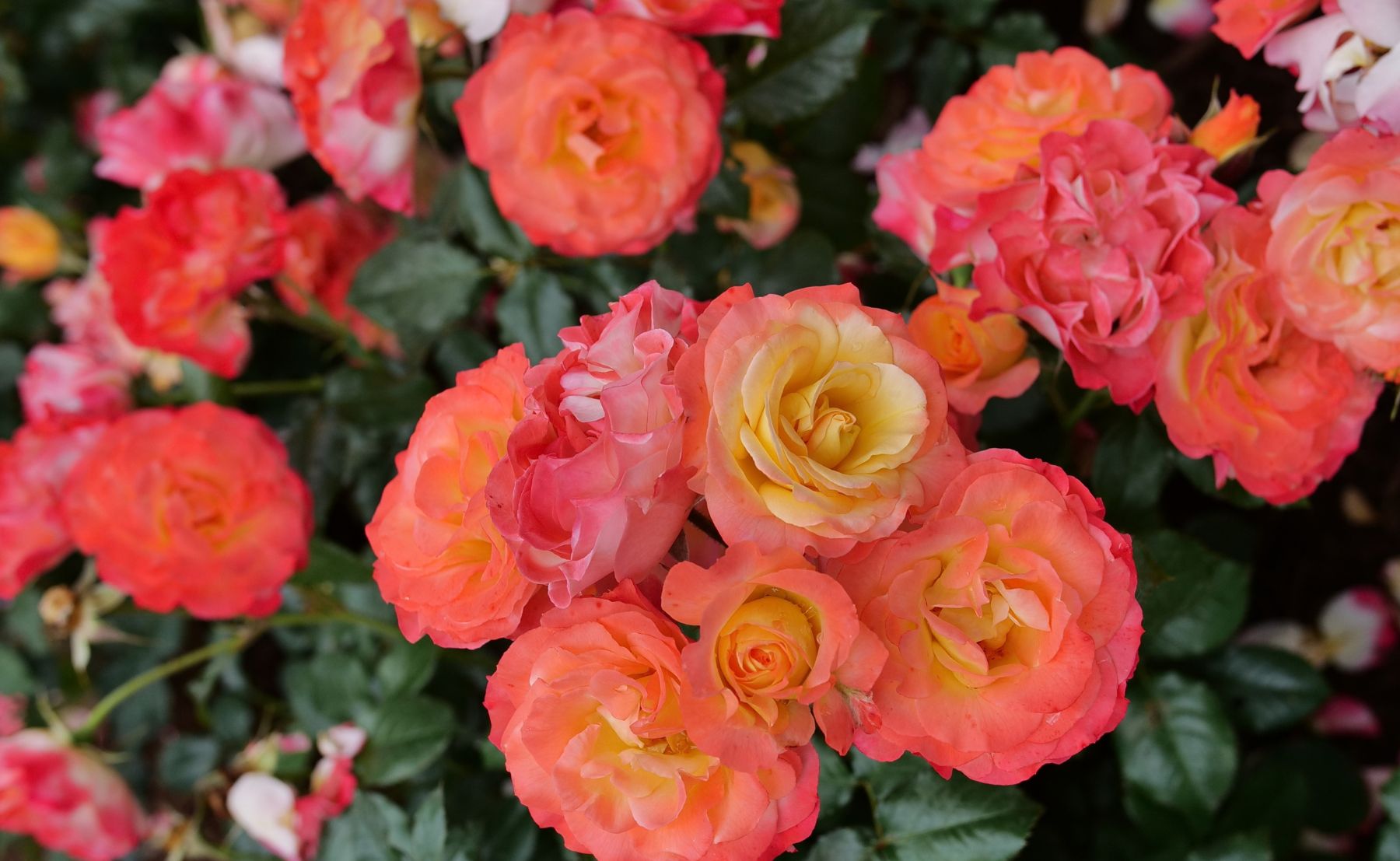 Scene of Oso Easy En Fuego® planted outdoors in a garden