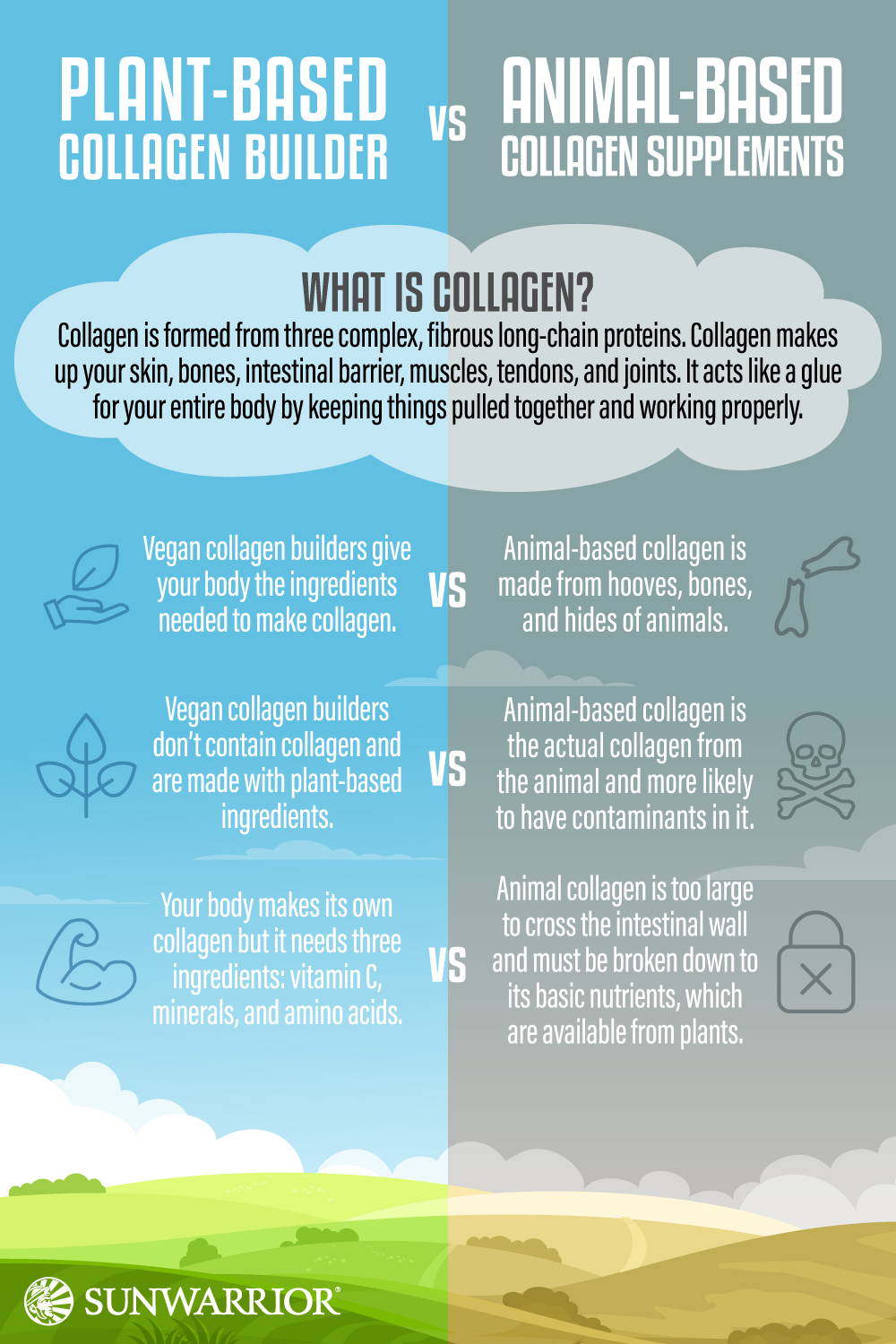 Plant-Based Collagen Builder Vs Animal-Based Collagen Supplements: Which Is  Best For You?