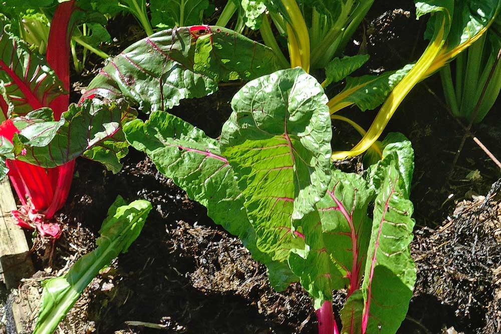 Swiss Chard growing in the garden