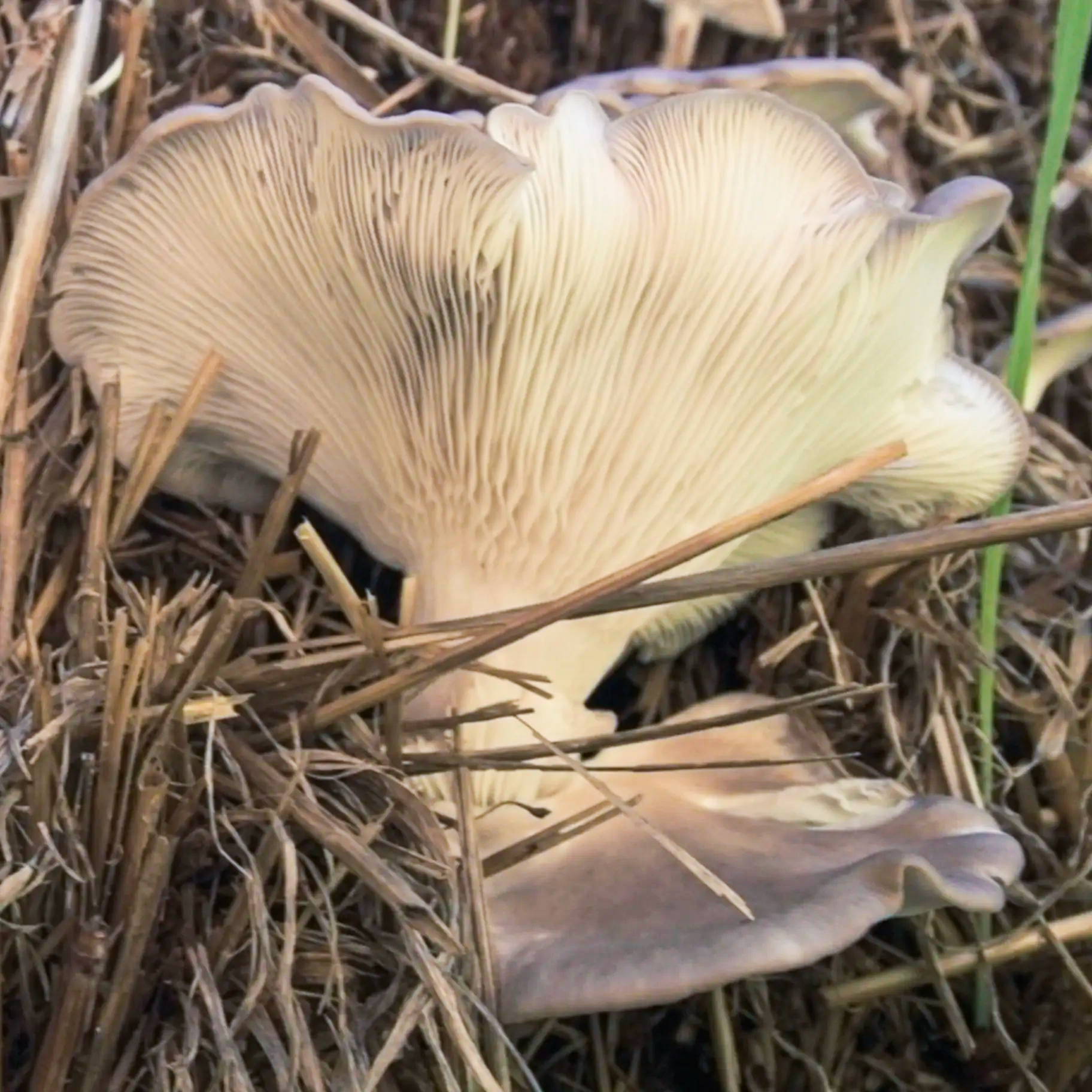 oyster mushroom totem