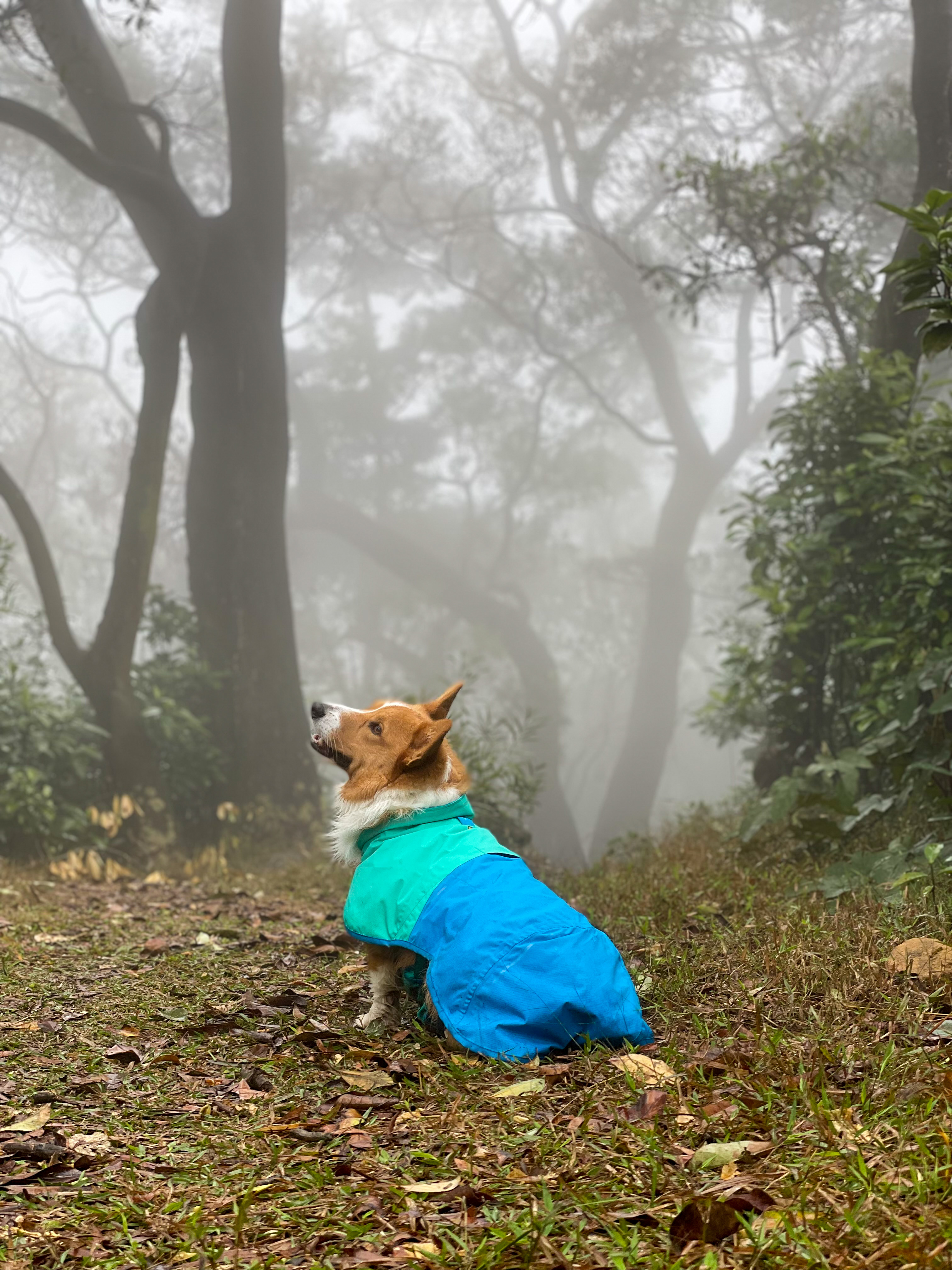 Ruffwear-Sunshower-Corgi-HK