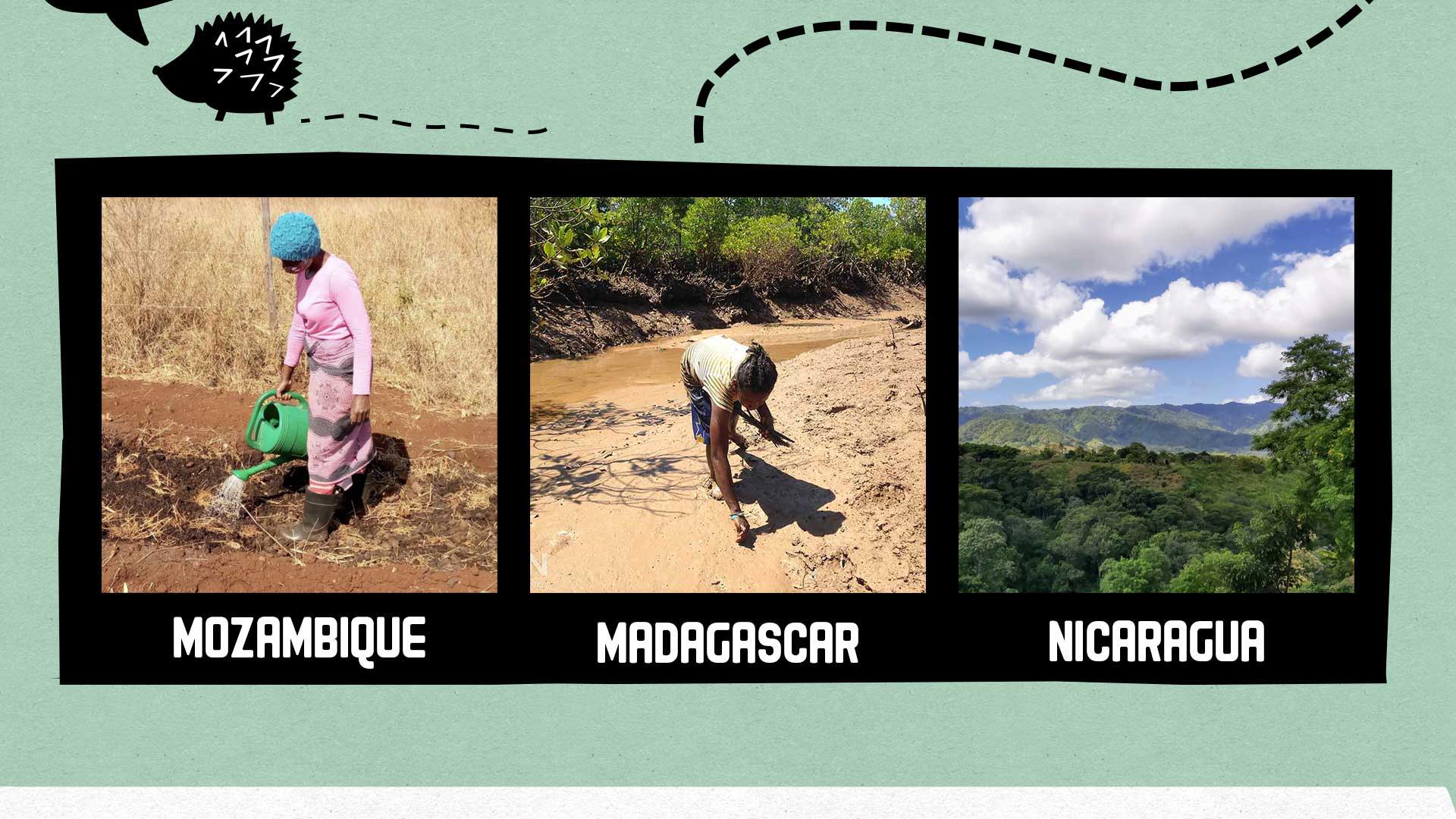 Women planting and watering tree seedlings in Mozambique and Madagascar. A view of a healthy forest in Nicaragua.