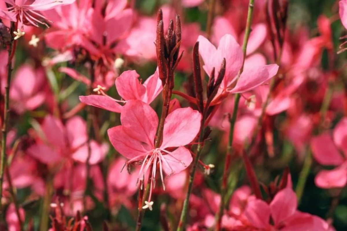 Pink Gaura (Oenothera lindheimeri) displaying airy pink butterfly-like blooms on slender stems, adding movement and long-season color to drought-tolerant desert landscapes.