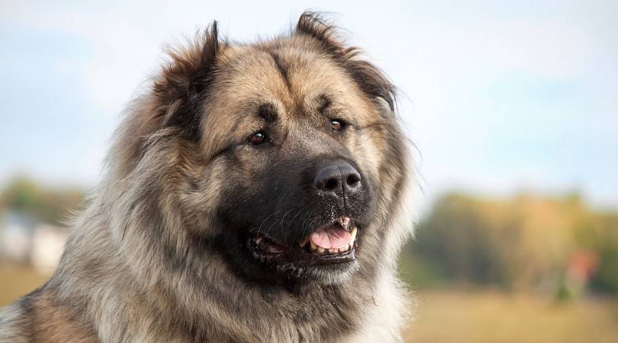 giant caucasian shepherd