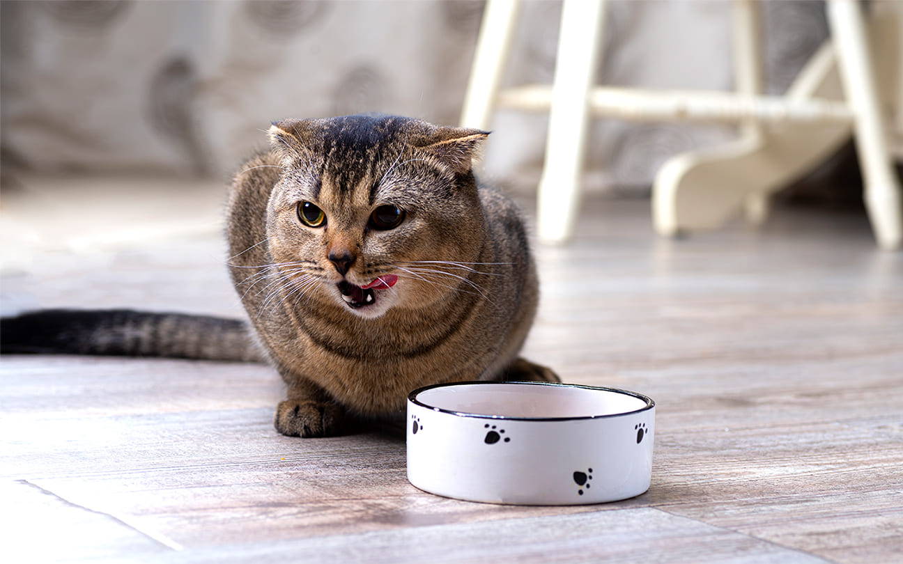 Struppiges Katzenfell durch Mangelernährung