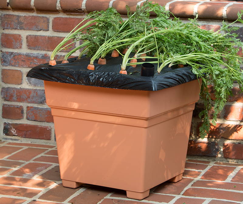 Carrots growing in a terracotta EarthBox Root & Veg planting box