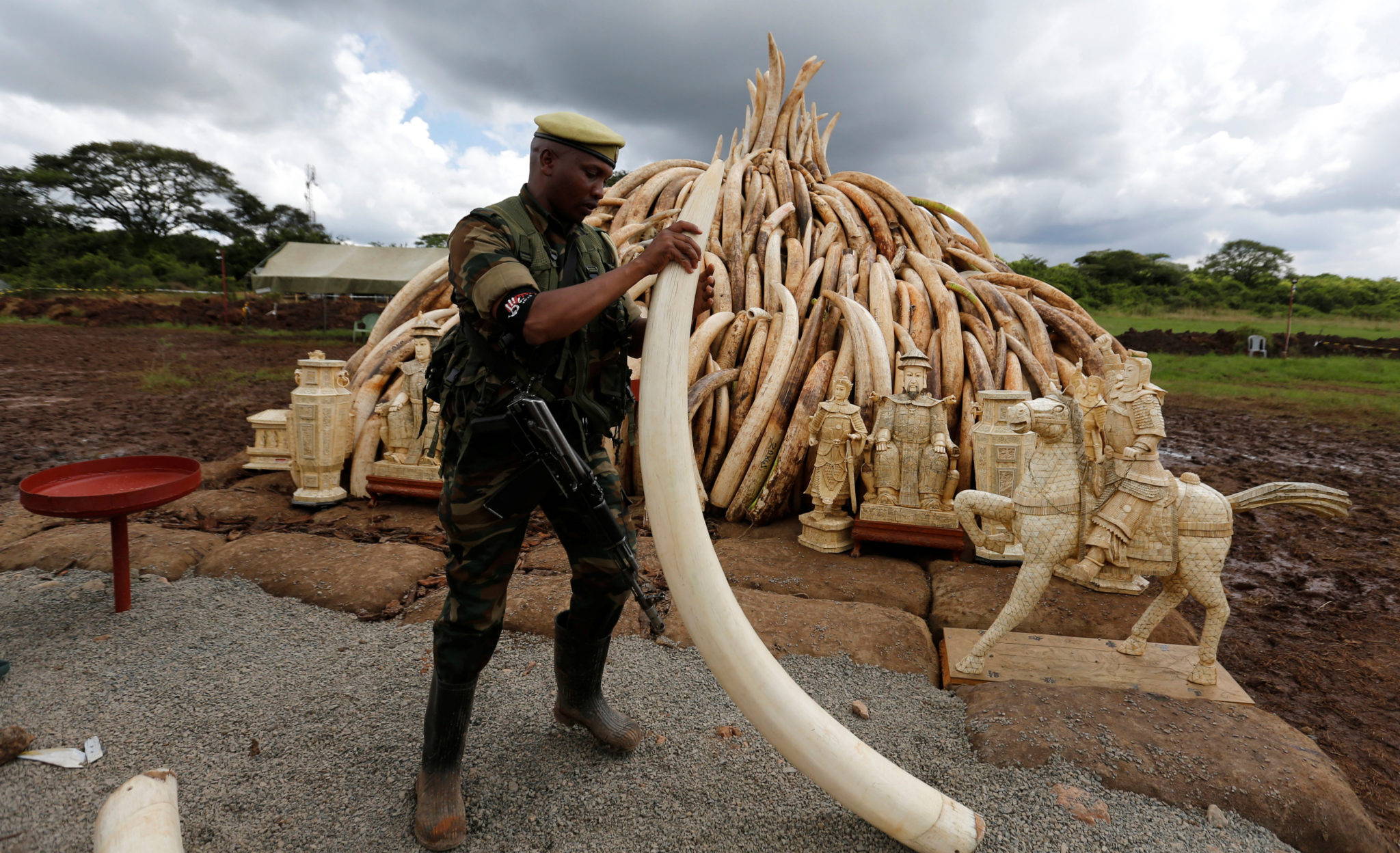 Ivory Trafficking 