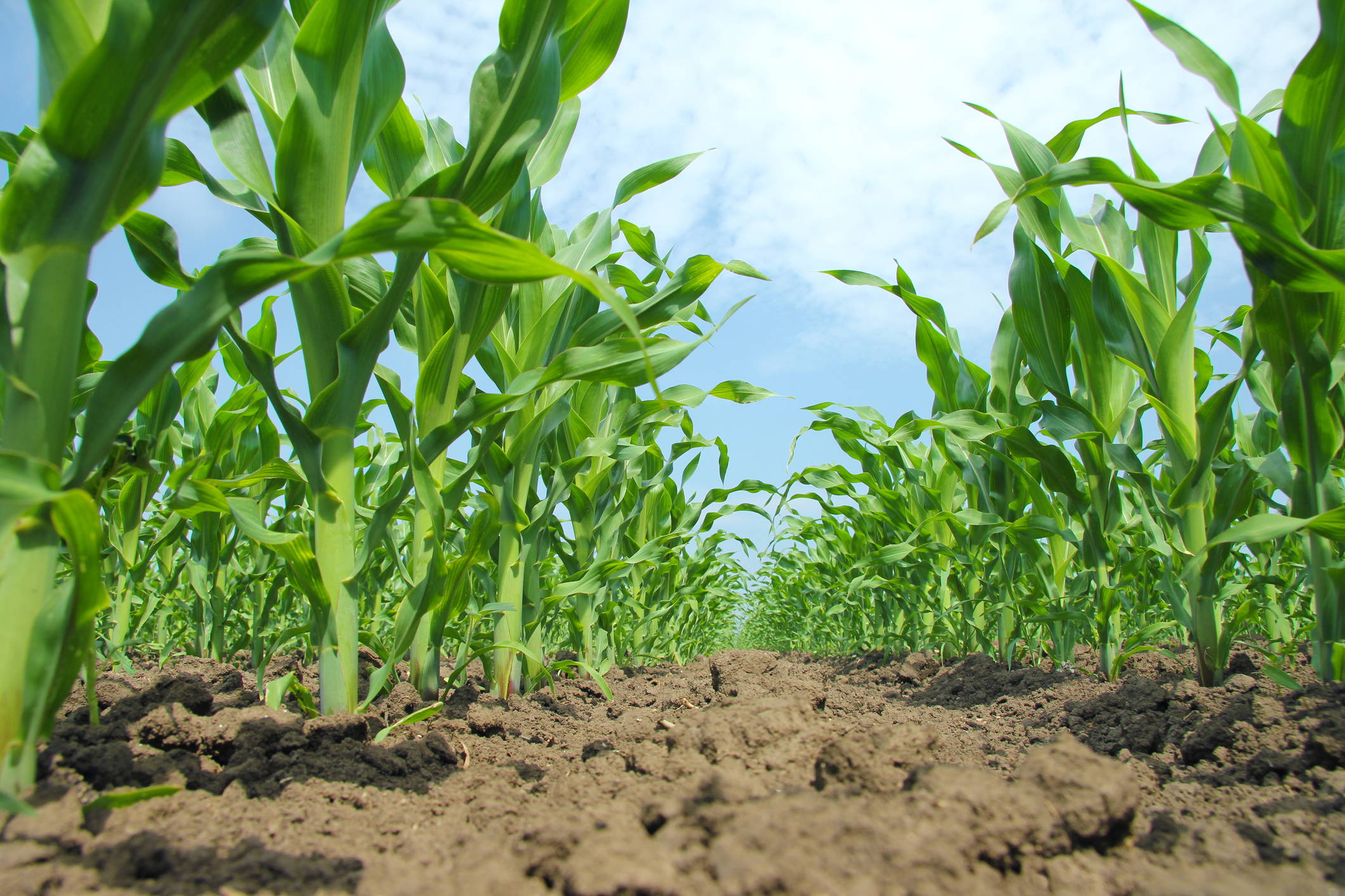 crops, agronomy, corn field