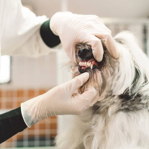 A dog having their teeth checked by a vet