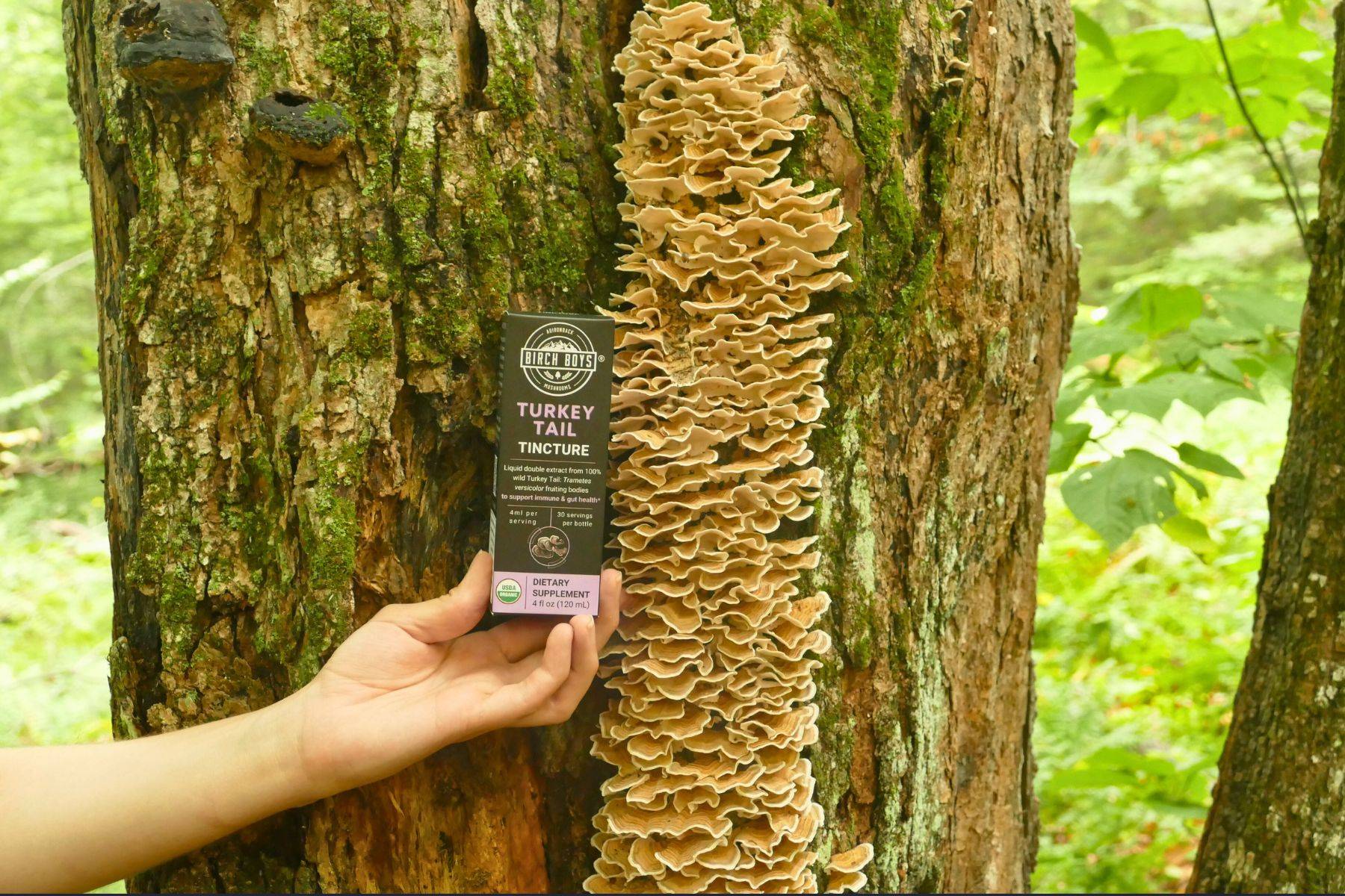 Turkey Tail Mushroom on hardwood tree next to Birch Boys Turkey Tail Tincture