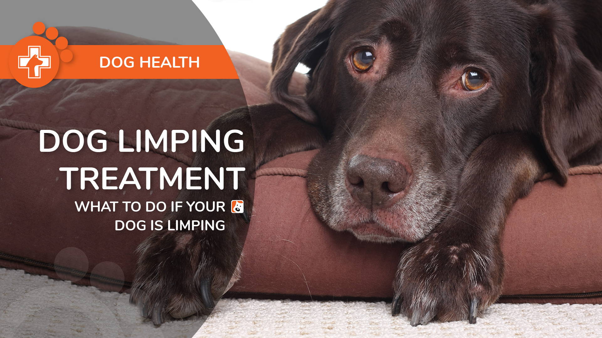 can you give dogs aspirin for joint pain in hips