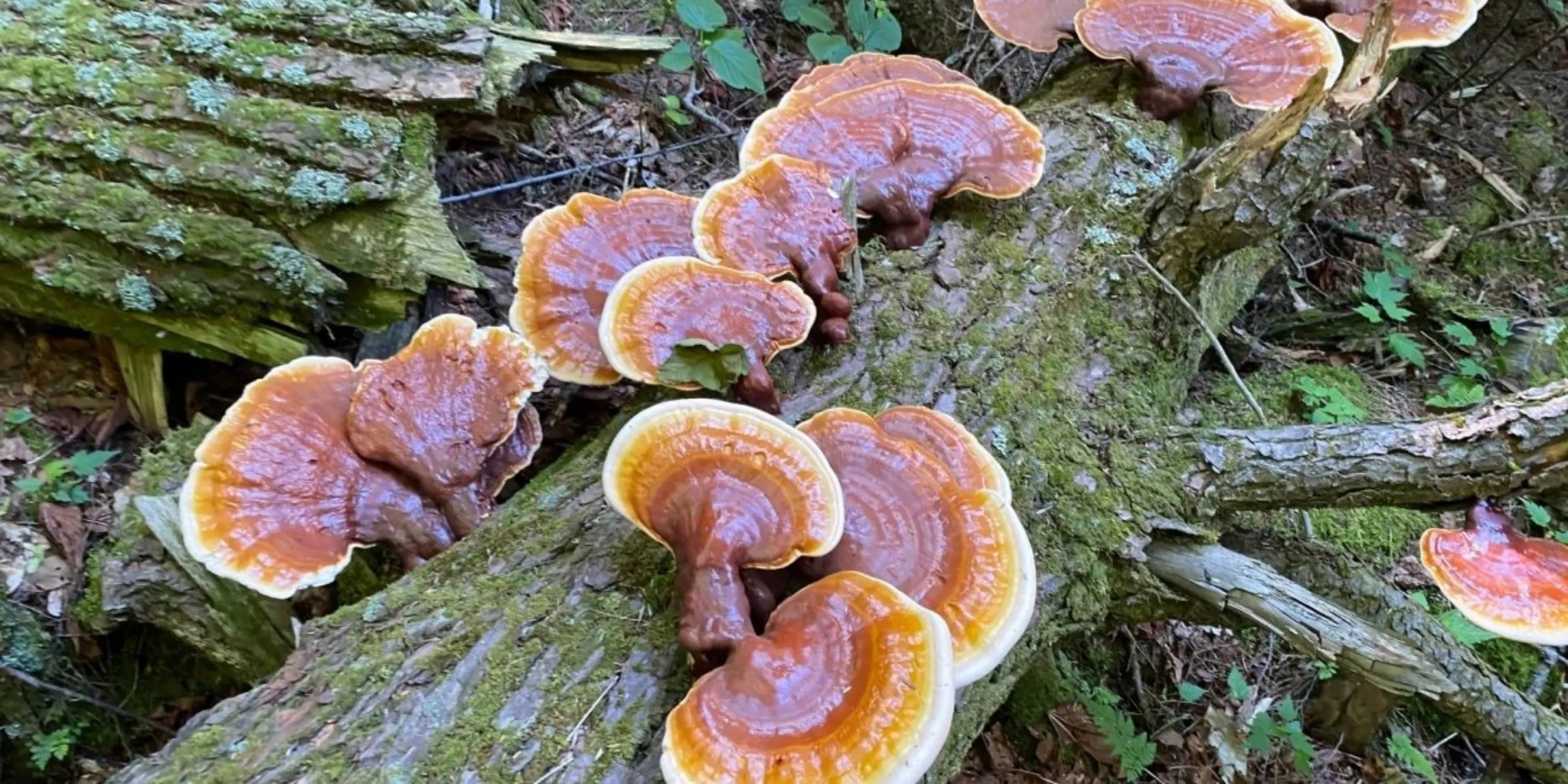 Red reishi Hemlock Mushrooms on log