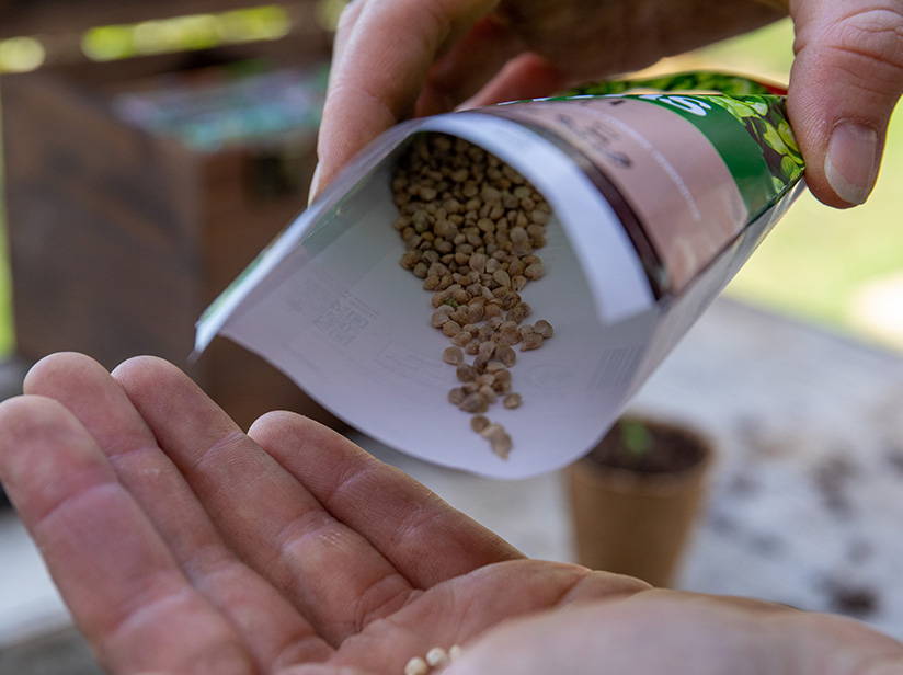 seeds pouring into hand
