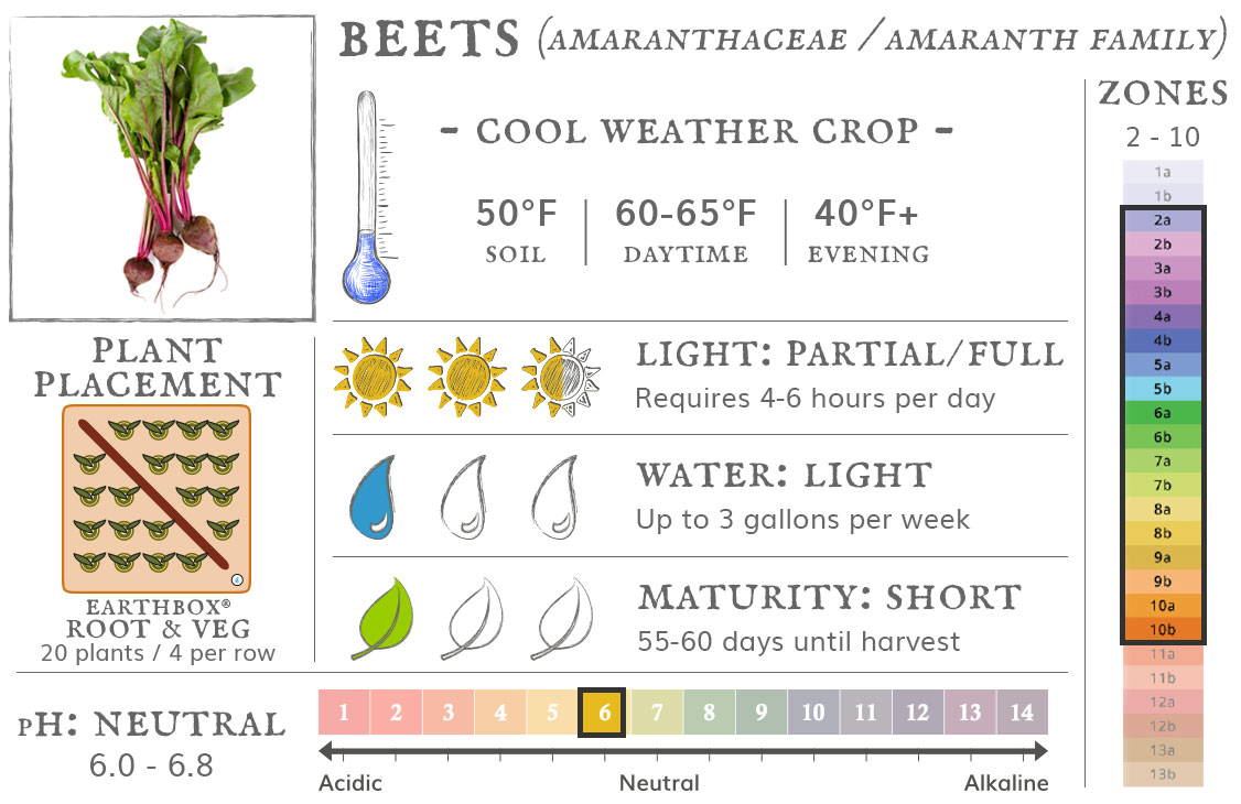 Beets are a cool weather crop best grown in zones 2 to 10. They require 4-6 hours sun per day, up to 3 gallons of water per week, and take 55-60 days until harvest. Place 20 plants, 4 per row, in an EarthBox Root & Veg