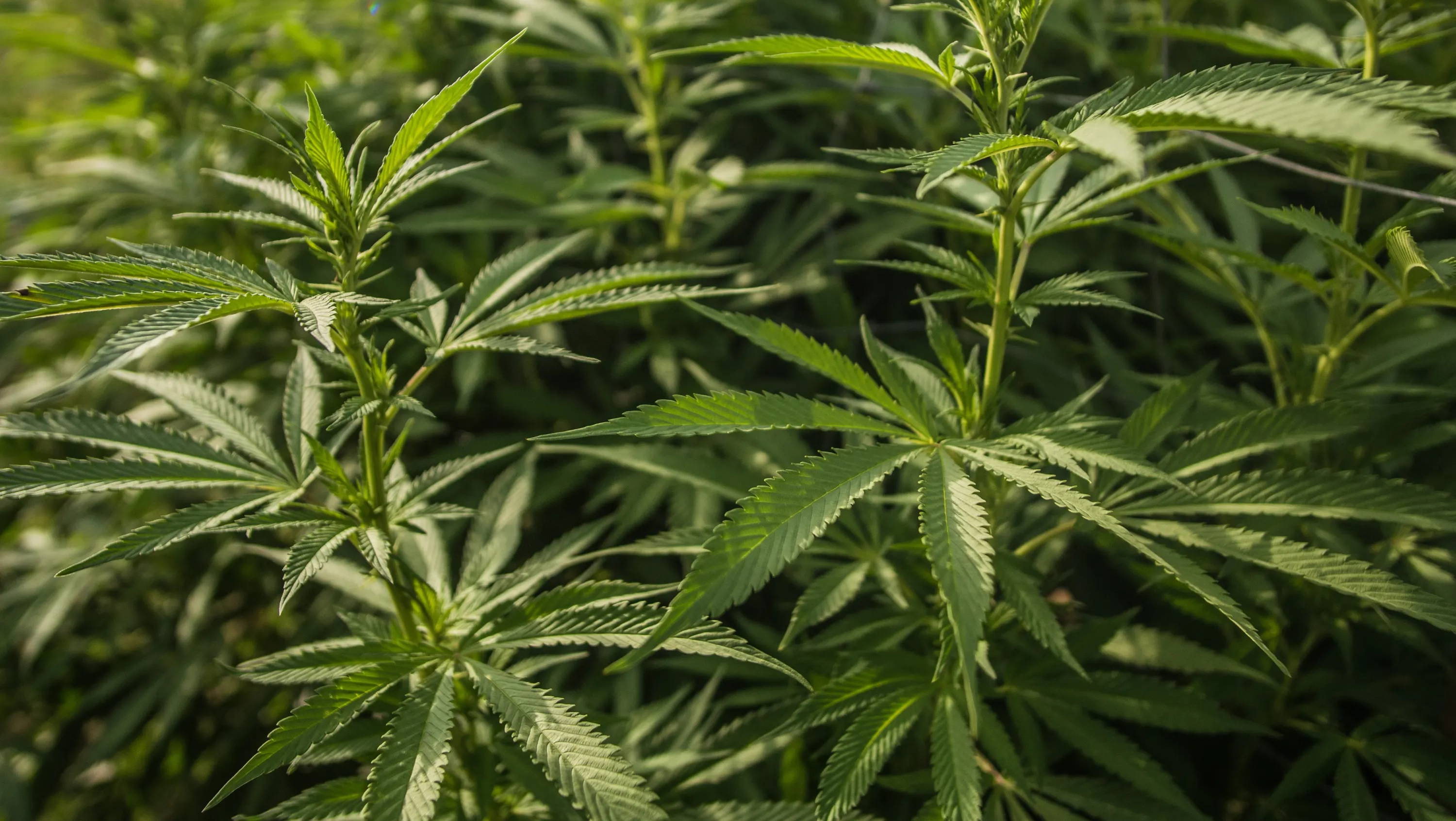 A field of organic hemp plants. Image by Gio Bartlett. 