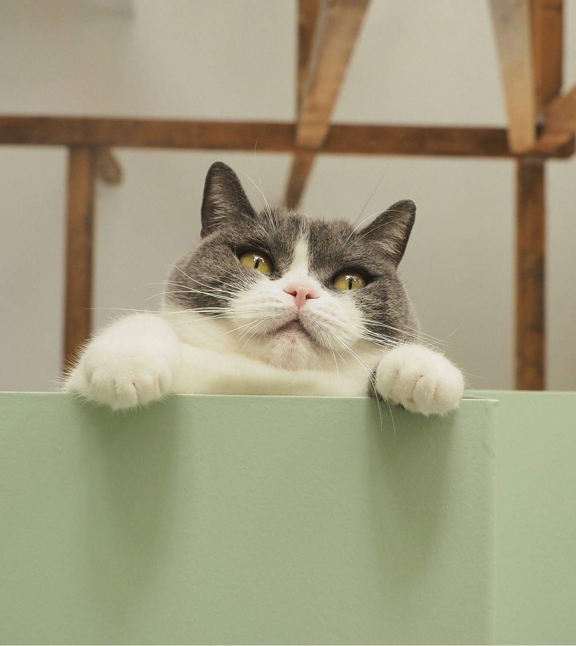 Gray and white cat resting its paws on a green surface.