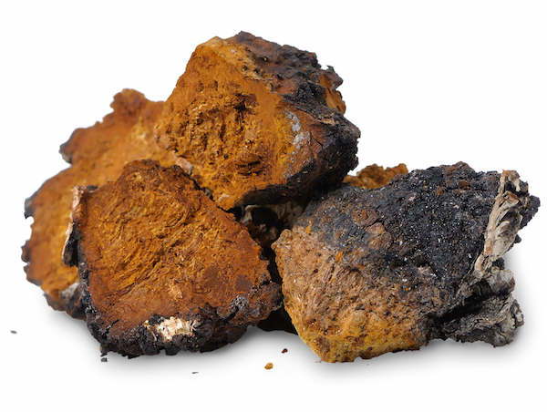 Buy Chaga Mushroom