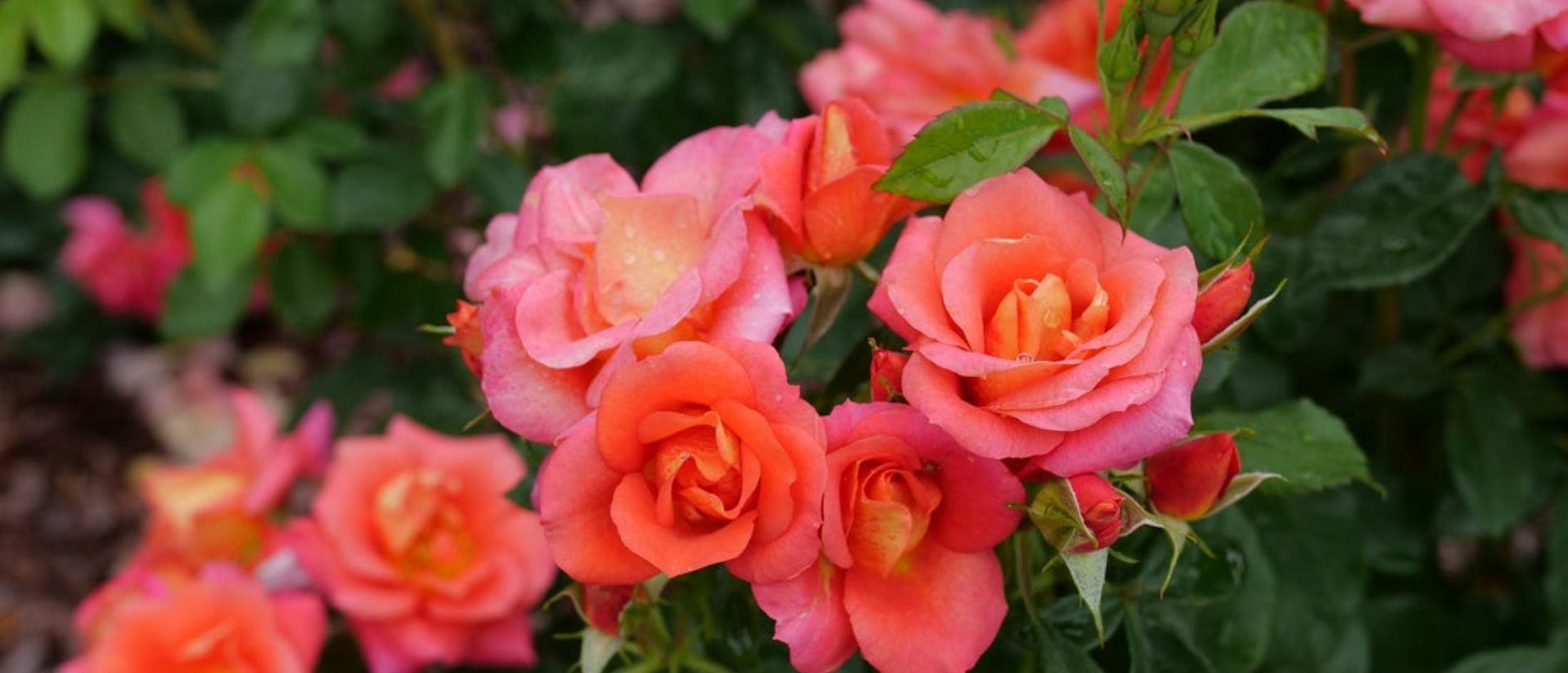 Rise Up Emberays® Rose