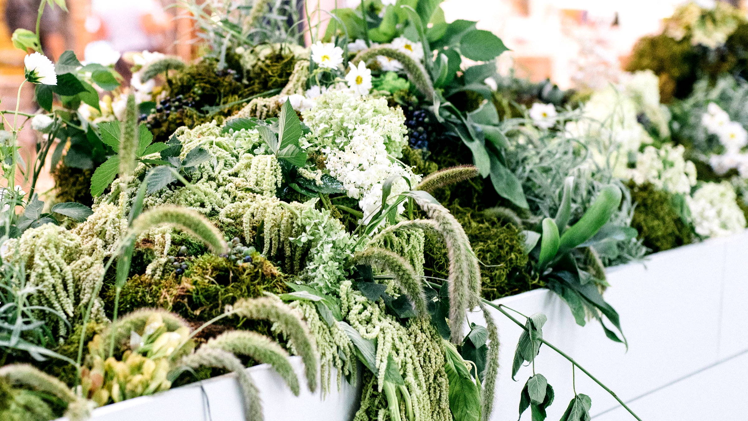 Close up of greenery