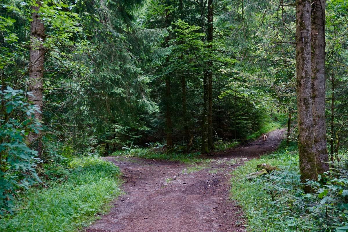 A forest pathway with a fork in the road