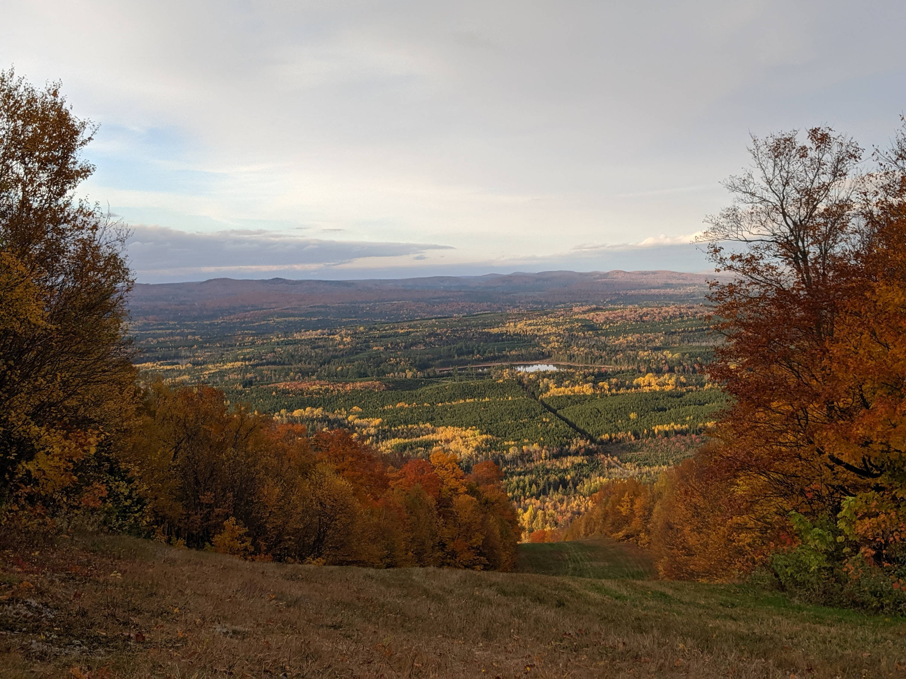 a landscape with trees and a valley