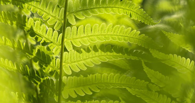 Varens voor een vleugje bos in de tuin