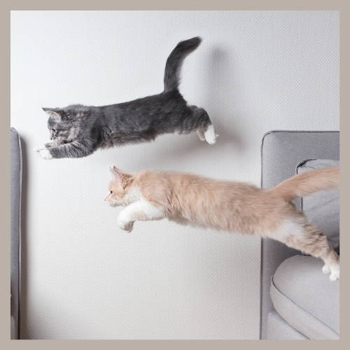 gelenk komplex grunlippmuschel pulver katze arthrose bei katzen annimally de