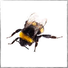 Jump down to Bumblebee