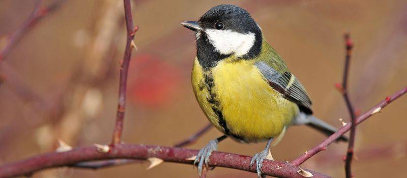 Great Tit on tree branch