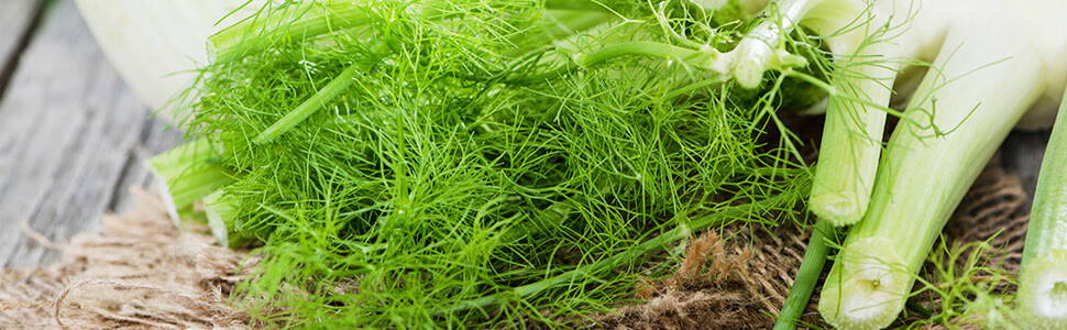 fennel bulb close up on a table with the stalks 