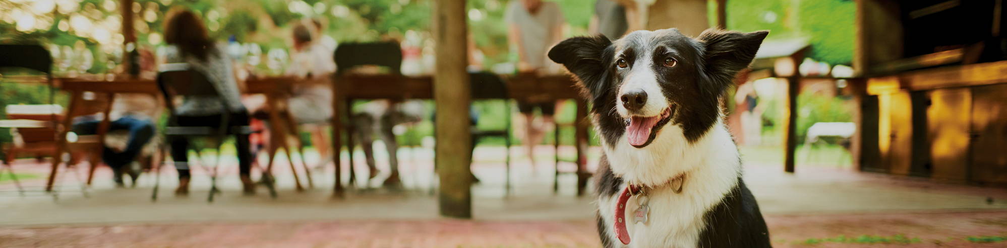 A black and white collie with a red collar celebrating  our labor day sales