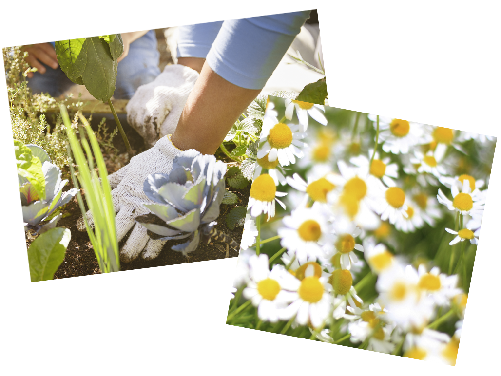 Collage of someone gardening and flowers- Babo Botanicals