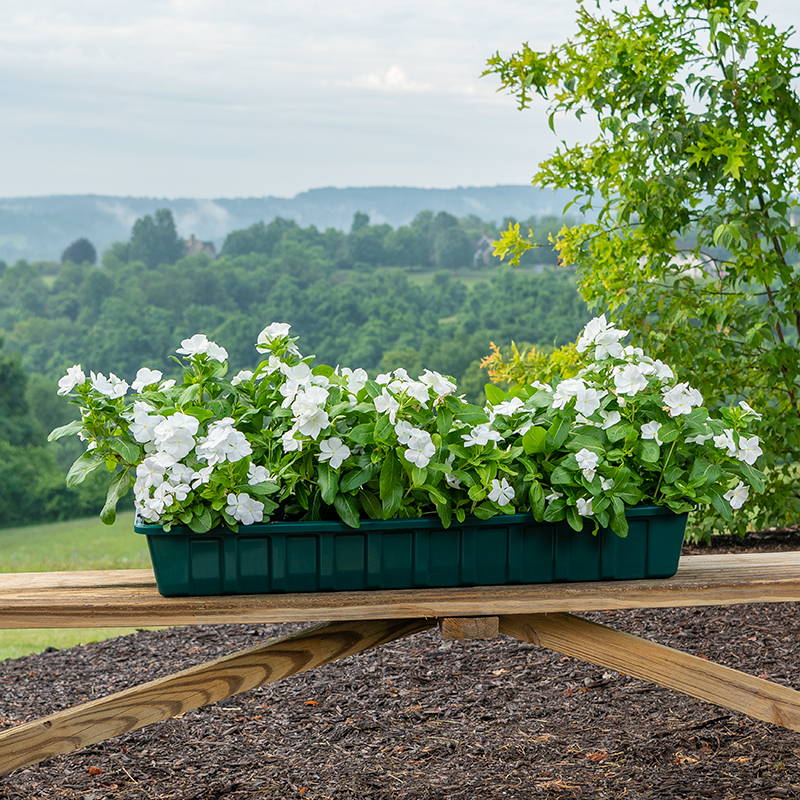 white flowers planted in a 36 inch green poly-pro flower box liner