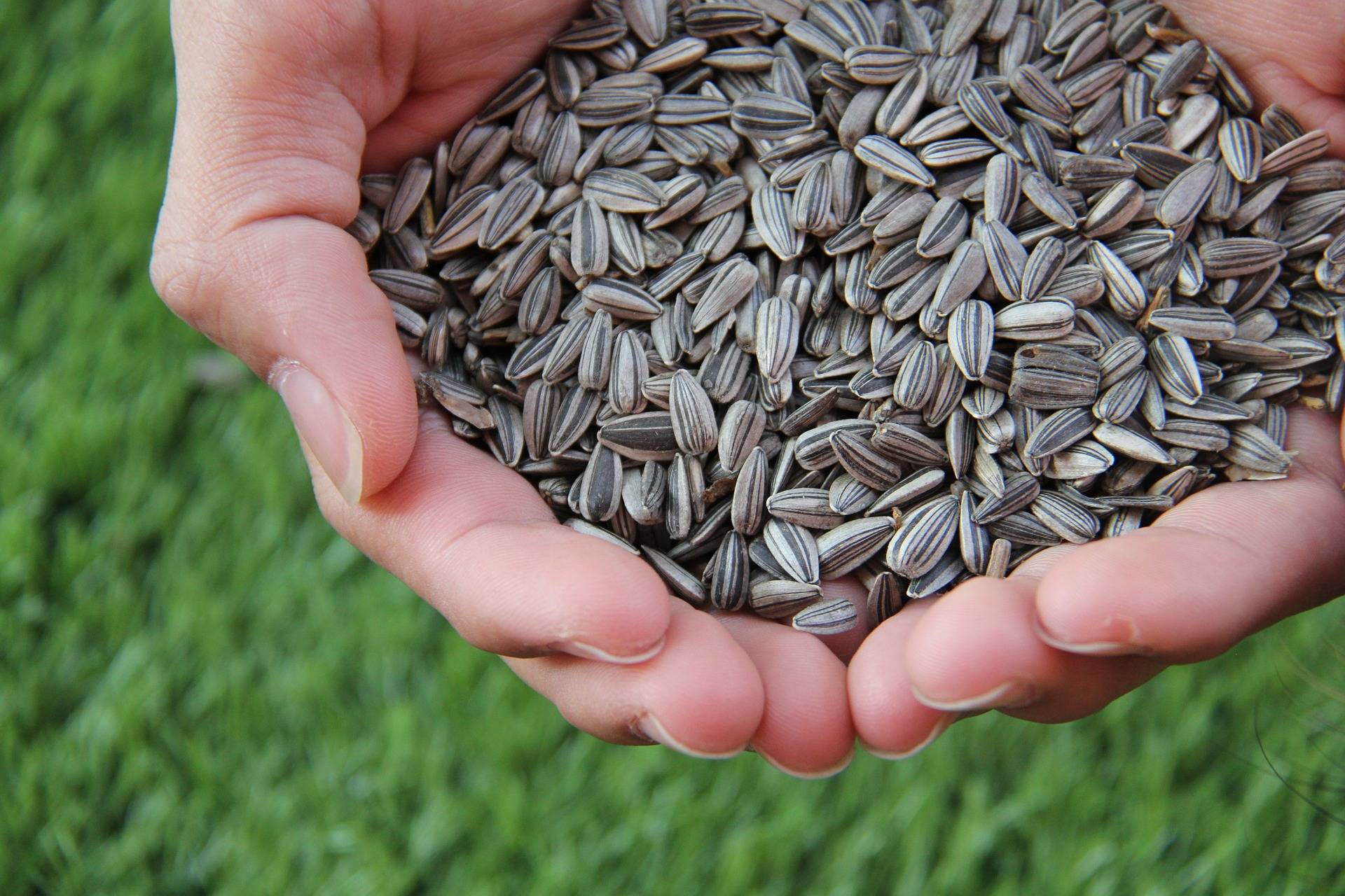 Person Holding Seeds