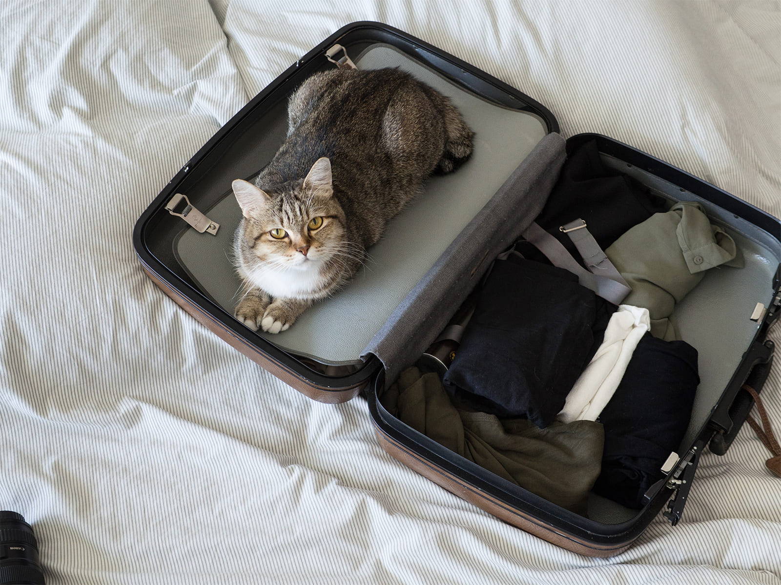 Katze sitzt in einem Koffer