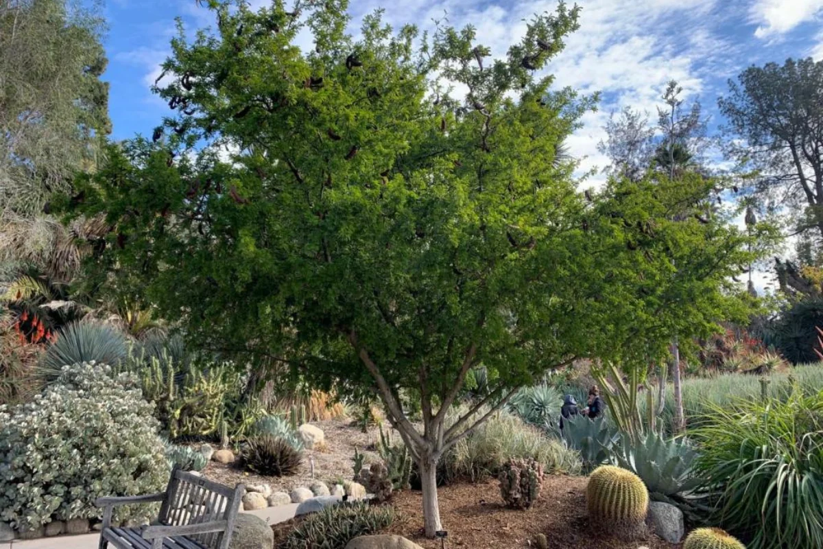 Texas Ebony (Ebenopsis ebano) tree with dense evergreen canopy growing in a Sonoran Desert landscape surrounded by cacti and succulents.