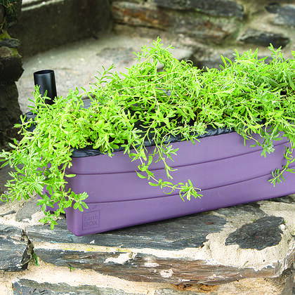 EarthBox Junior growing lavender