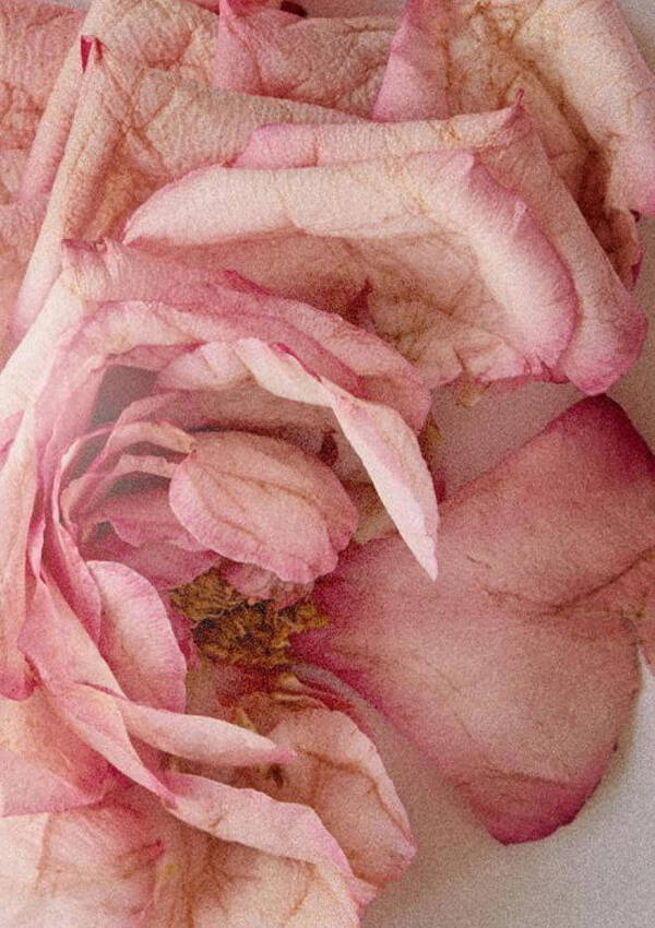 A close up mood image of a pink rose.