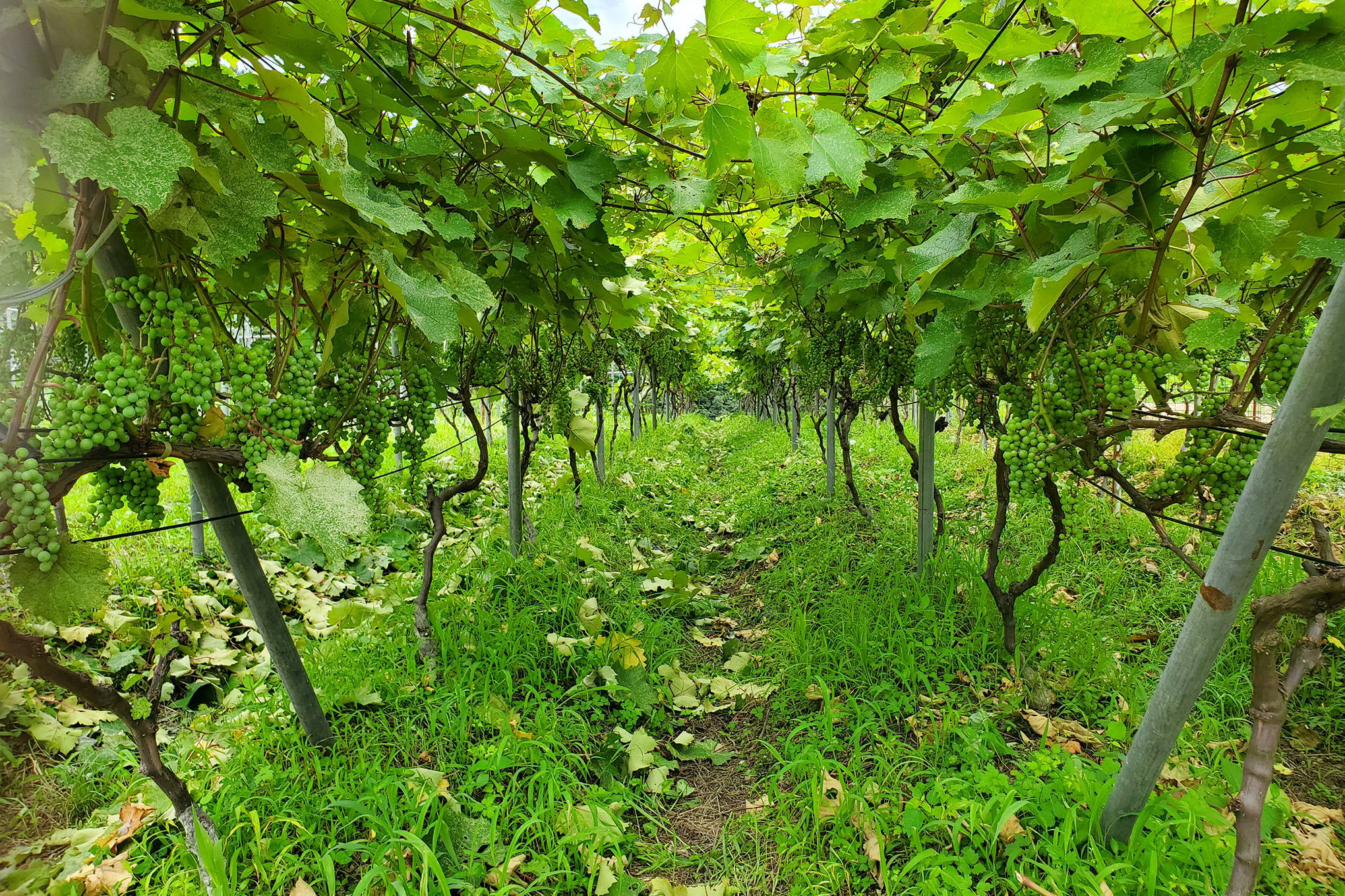 「ワインは農作物」が基本理念。教科書通りではなく、ブドウの様子を見ながらの、手探りの栽培。