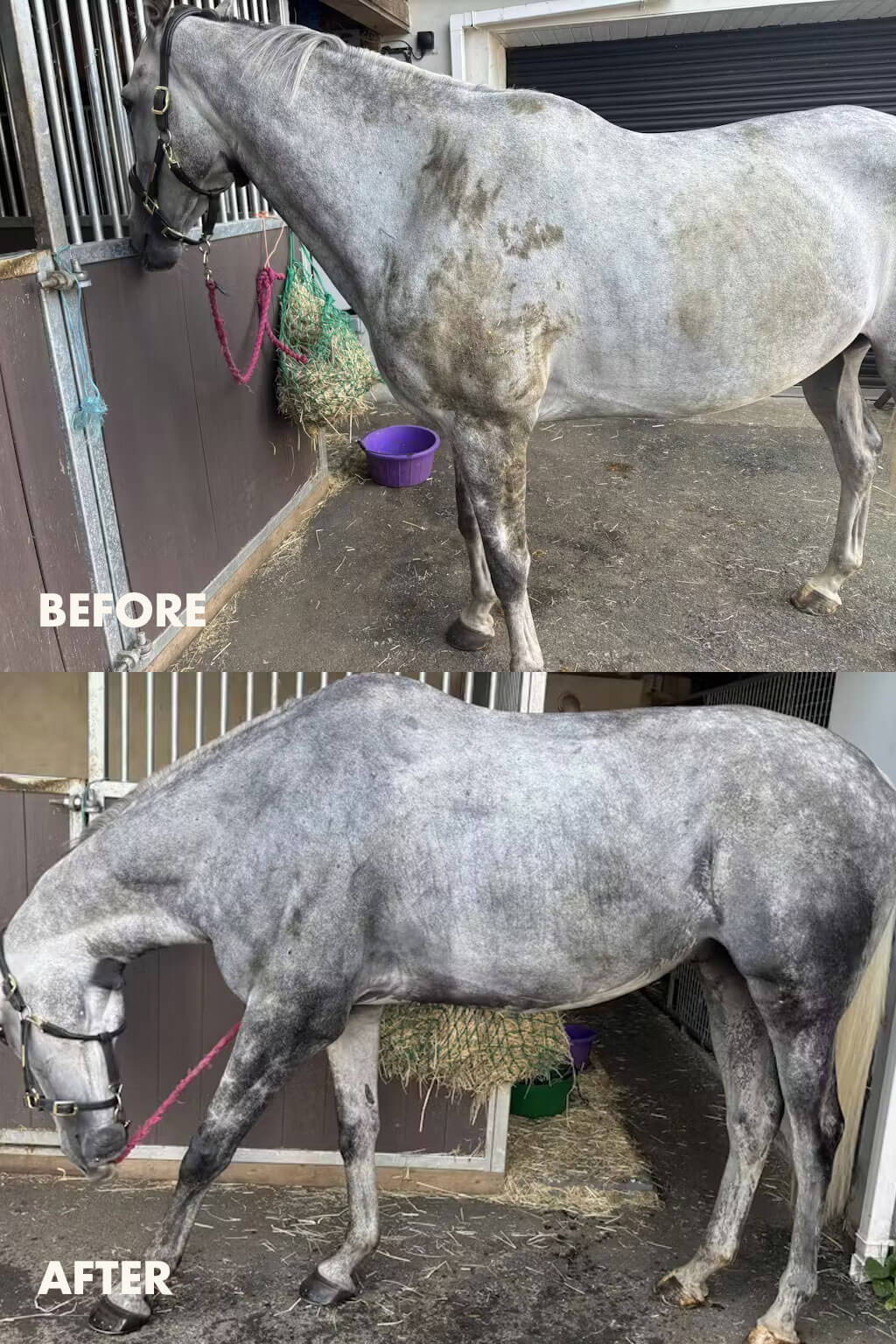 Horse grooming transformation before and after cleaning with Be A Diamond Shampoo