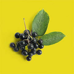 Elderberry