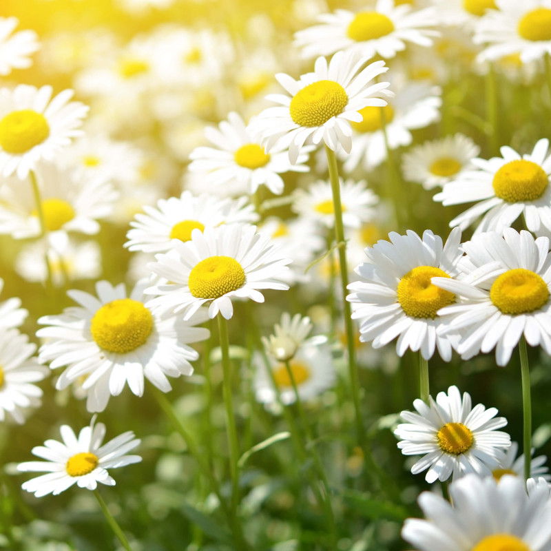 A field of white daisies with yellow centers under sunlight.