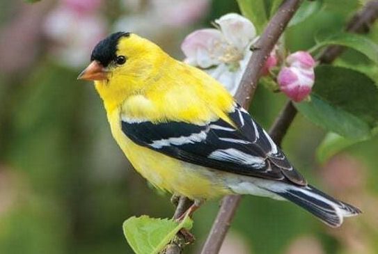 A vibrant yellow bird perched on a branch with blossoms.