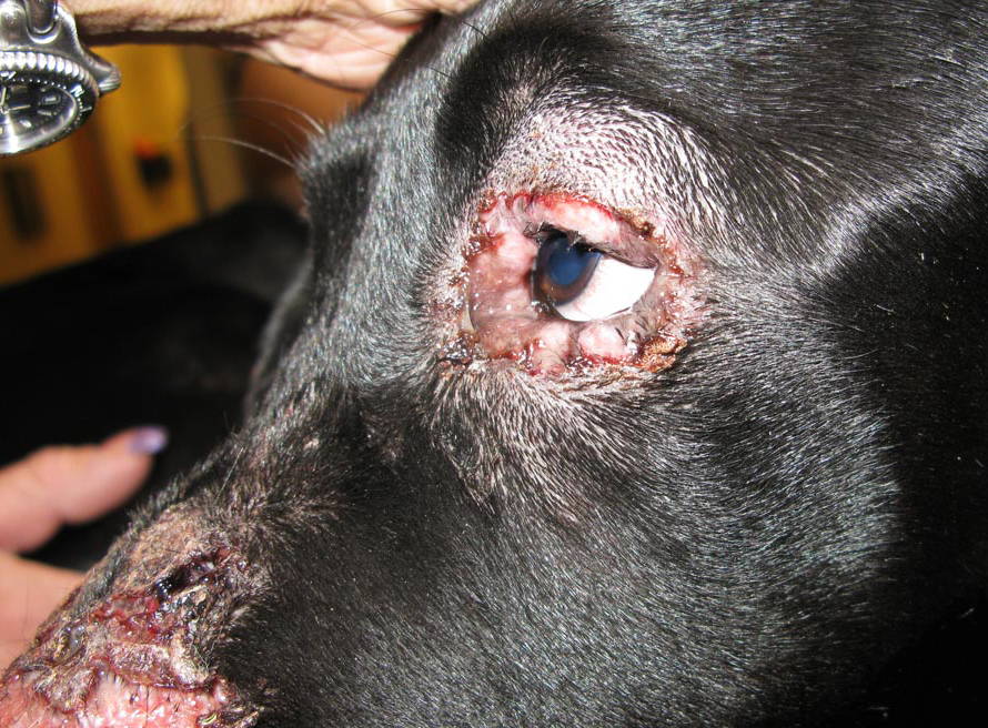 Juvenile Pyoderma - Veterinary Ophthalmic Consulting