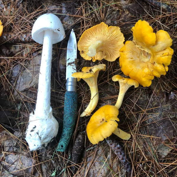 chanterelle mushrooms and a destroying angel mushroom